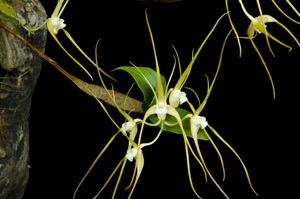 Dendrobium tetragonum var carcatua 'Windflower II' HCC 78